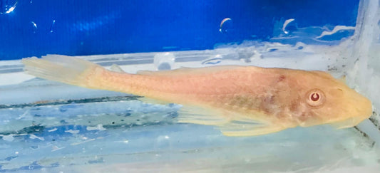 Scavenger Albino