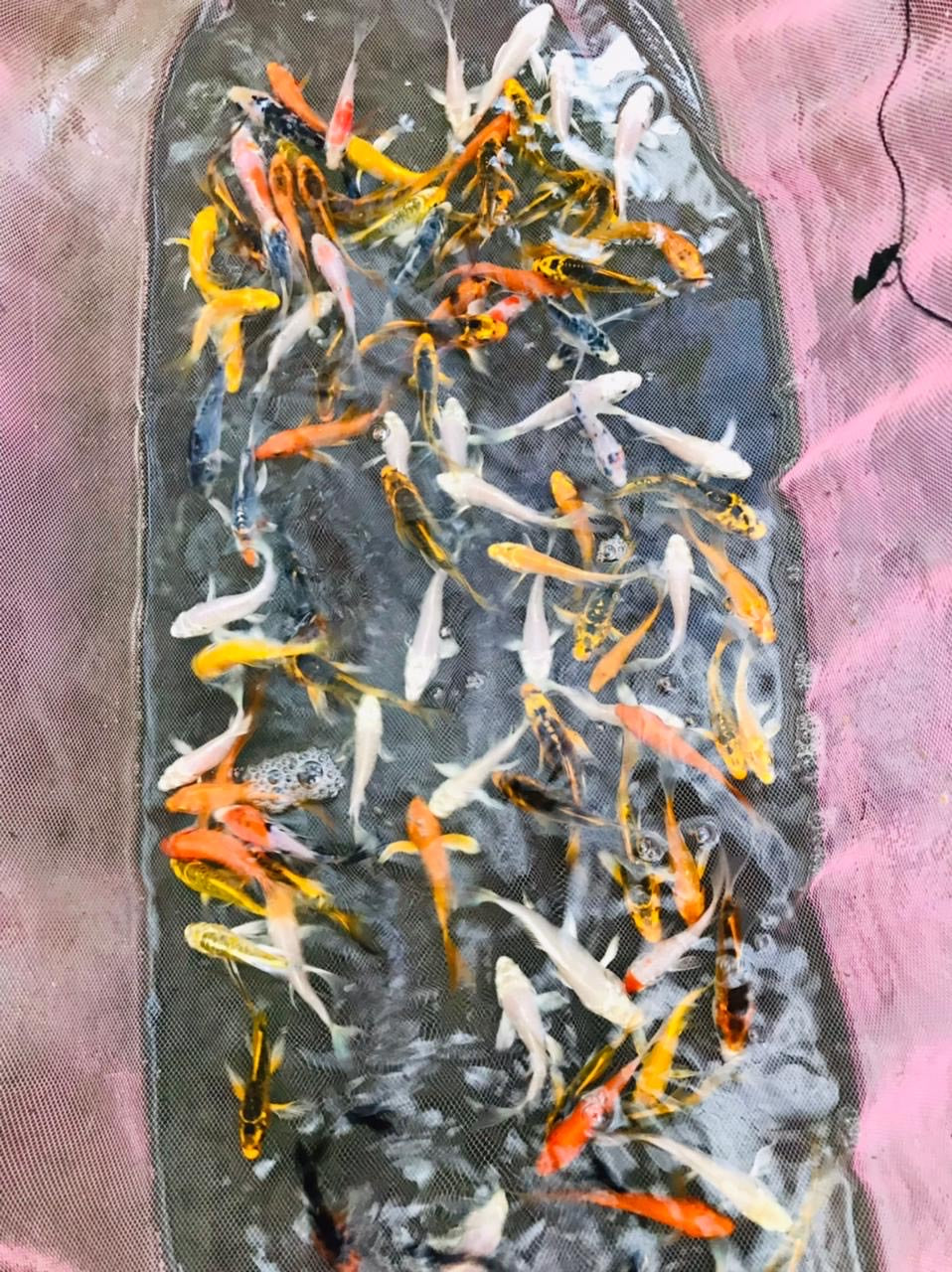 Assorted Koi Carp (8-9cm)