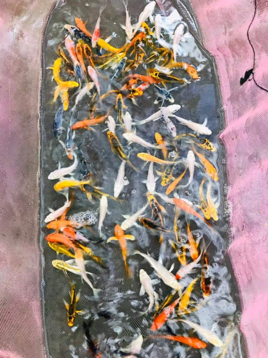 Assorted Koi Carp (6-7cm)
