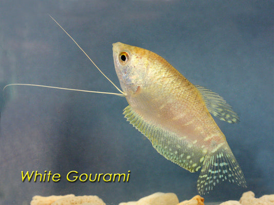White Gourami