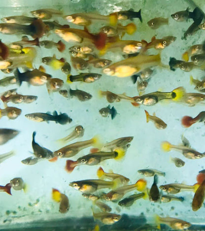 Assorted Guppy (Wholesale)