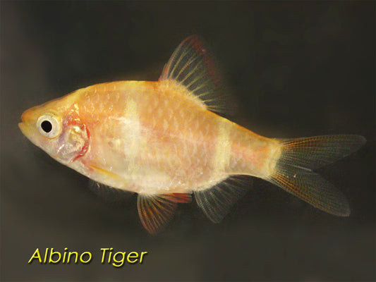 Tiger Barb (Albino)