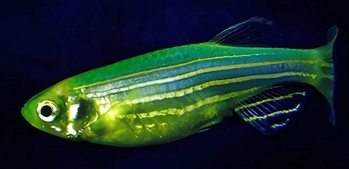 Zebra Dark Green Danio