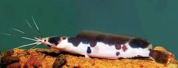 Marble Catfish