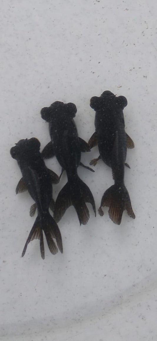 Black Moor Goldfish
