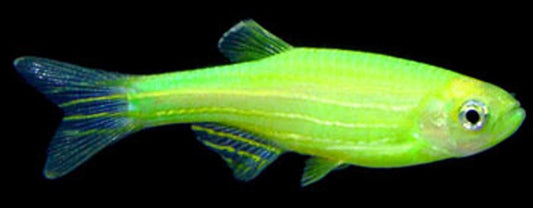 Zebra Green Danio