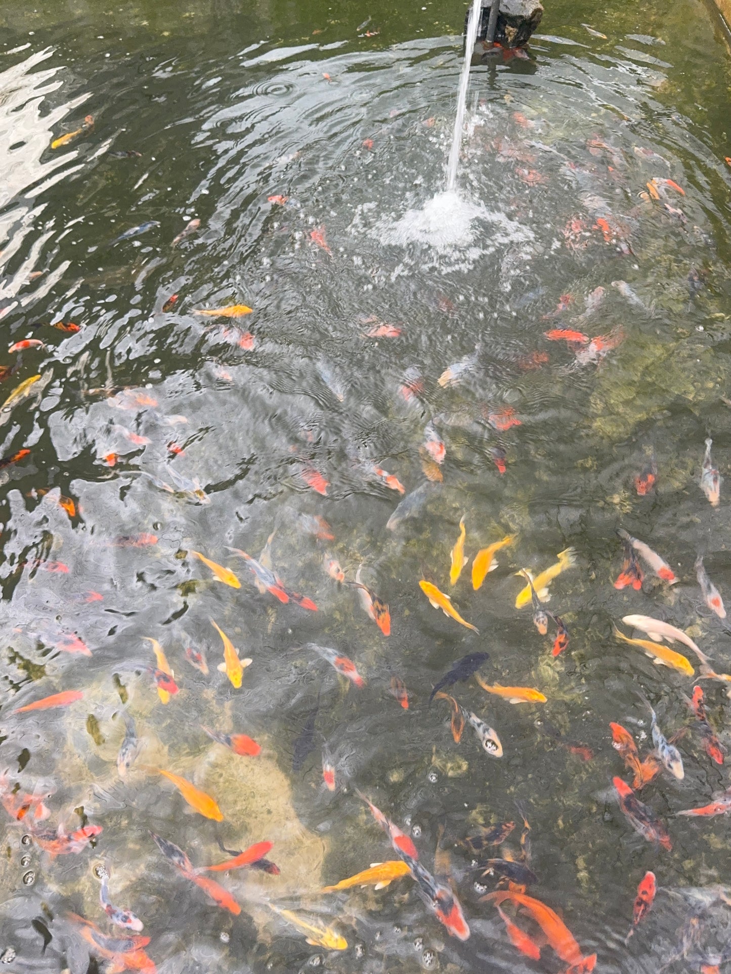 Assorted Koi Carp (8-9cm)