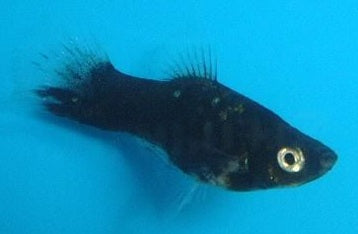 Black Platy