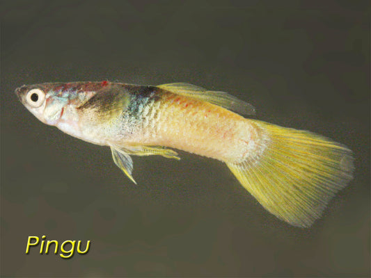 Bumble Bee Guppy, Male