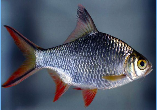 Silver Dollar Fish