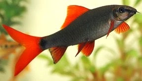 Red Tail Shark