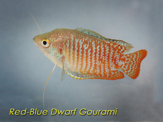 Dwarf Gourami (Red-Blue)