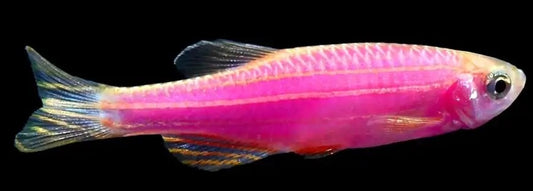 Zebra Pink Danio