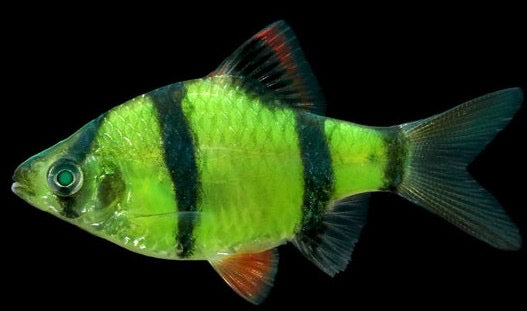 Glow Barbs