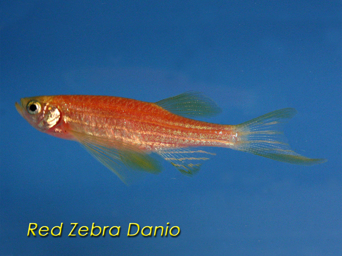 Zebra Red Danio