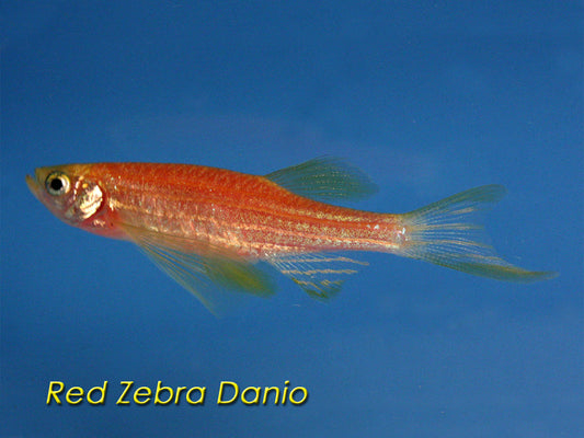 Zebra Red Danio