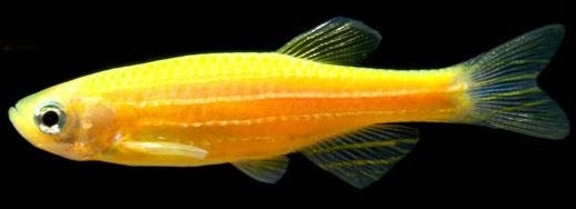 Zebra Orange Danio