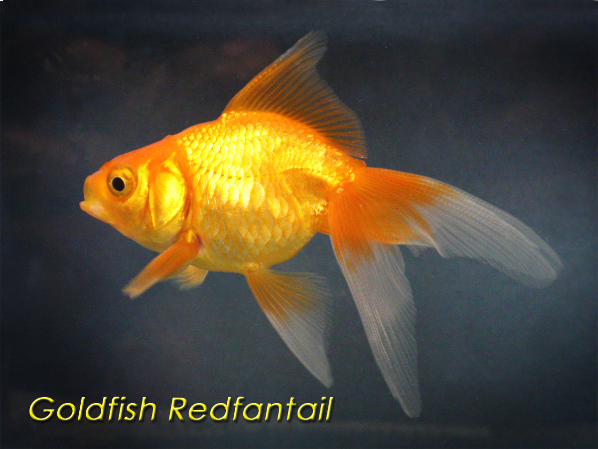 Red Goldfish