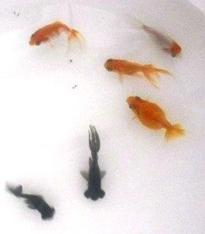 Assorted Goldfish (Wholesale)