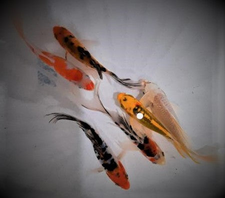 Veiltail Koi Carp (6-7cm)