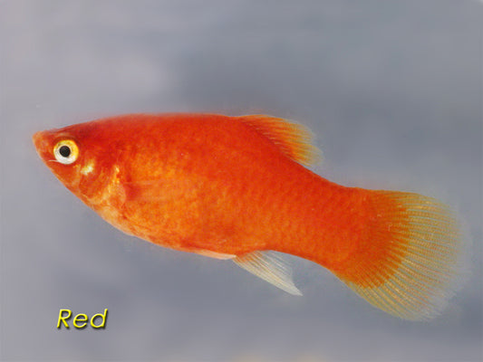 Red Platy