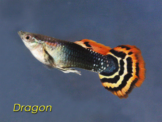 Dragon Guppy, Male