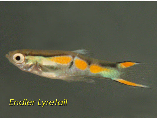 Endler Assorted Guppy, Male
