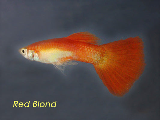 Red Blonde Guppy, Male