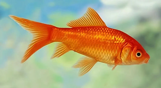 Red Comet Goldfish