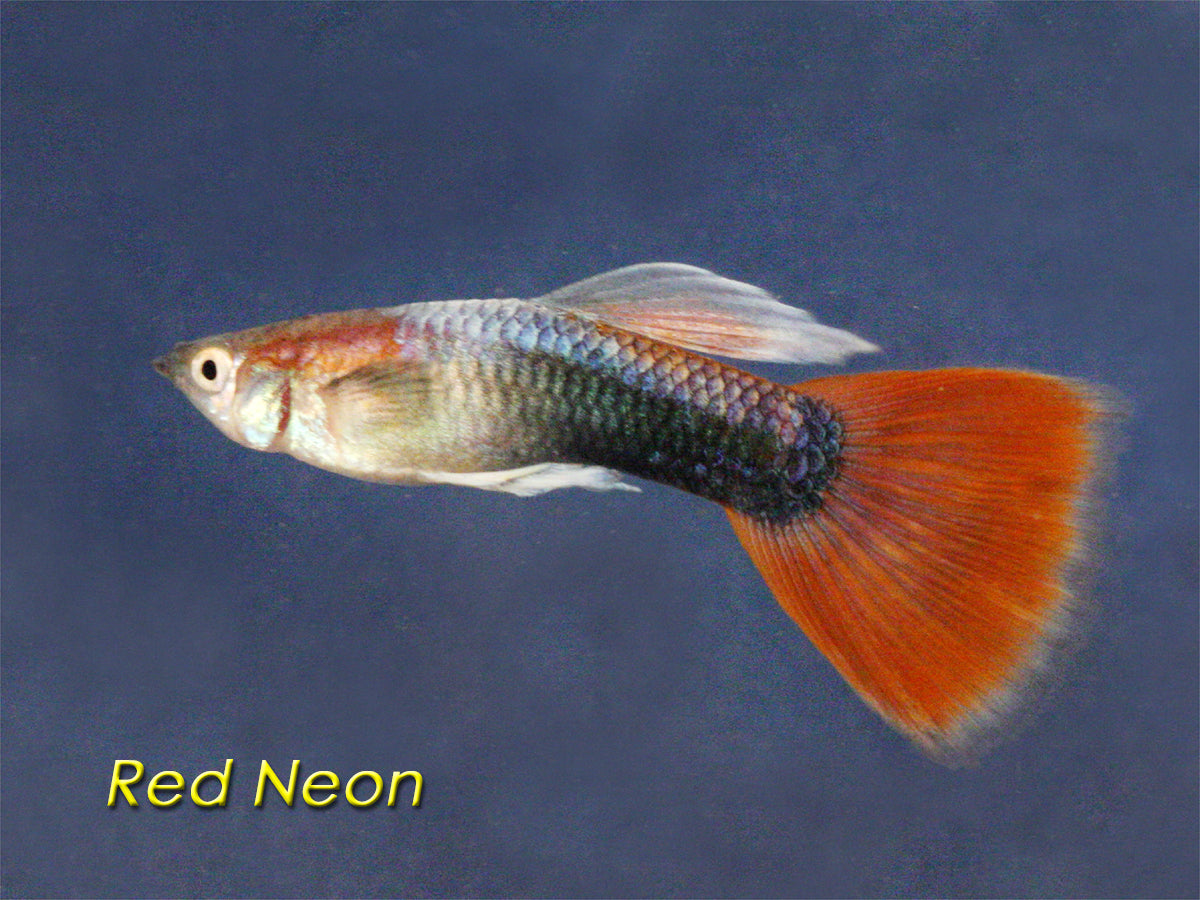 Neon Red Guppy, Male