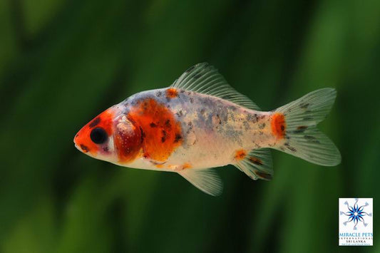 Shubunkin Goldfish