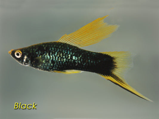 Black Swordtail