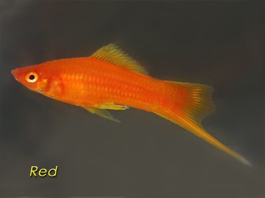 Red Swordtail