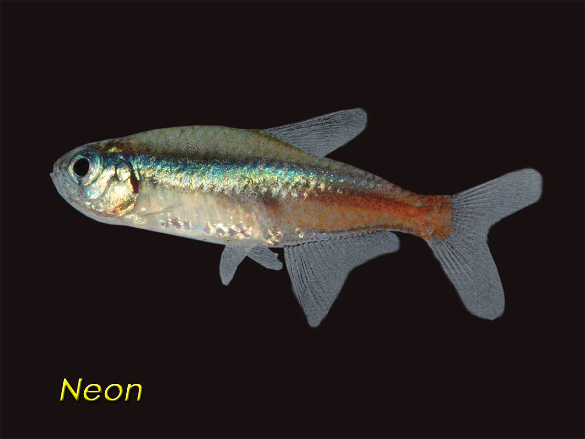 Tetra Neon