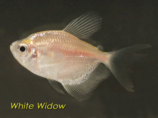 Tetra White Widow