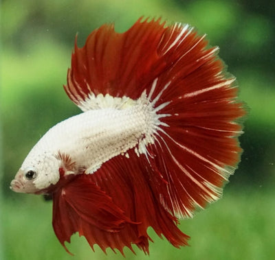 Better Halfmoon Dragon