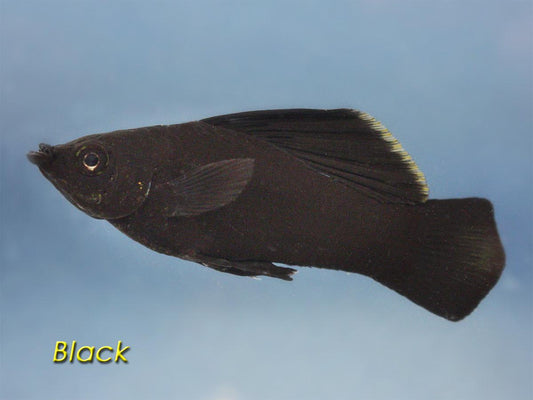 Black Molly