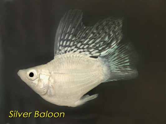 Assorted Balloon Molly