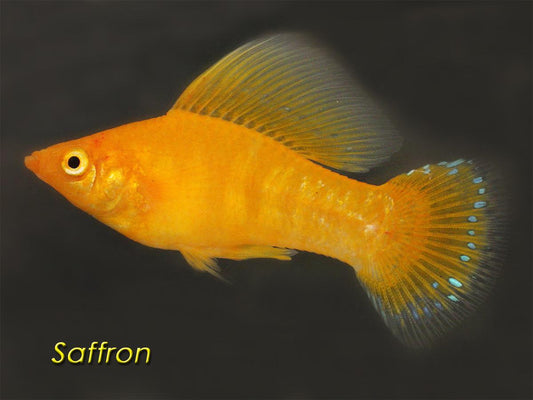 Golden Yellow Molly