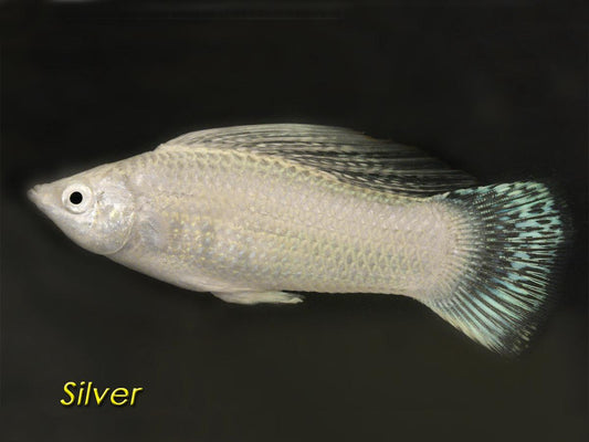 Silver Molly