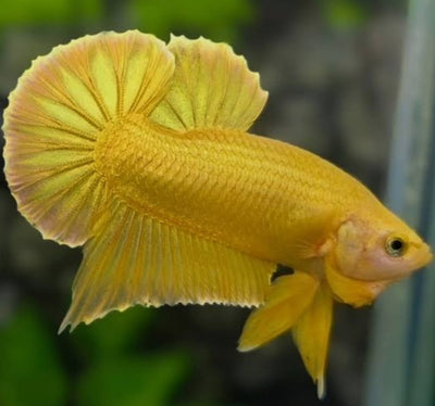 Betta 24 Gold