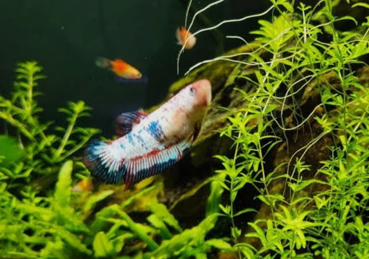 Betta Glow-Nemo