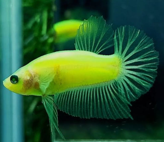 Betta Glow