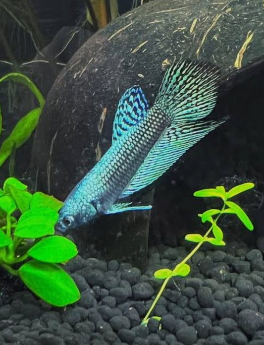 Betta Plakat Alien