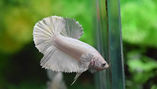 Betta Plakat Platinum