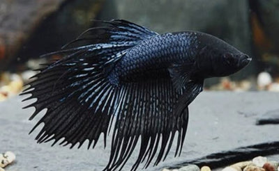 Betta Crowntail Black