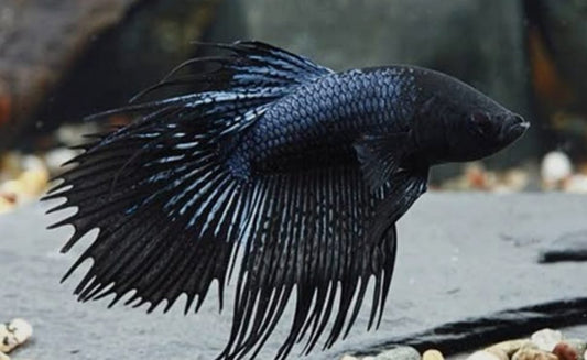 Betta Crowntail Black