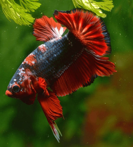 Betta Plakat Halfmoon