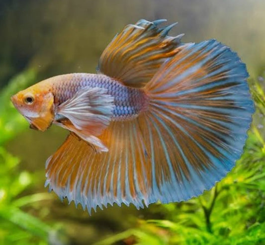 Betta Elephant Ear Halfmoon