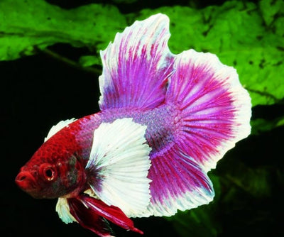 Betta Elephant Plakat